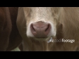 Cows 4 1635